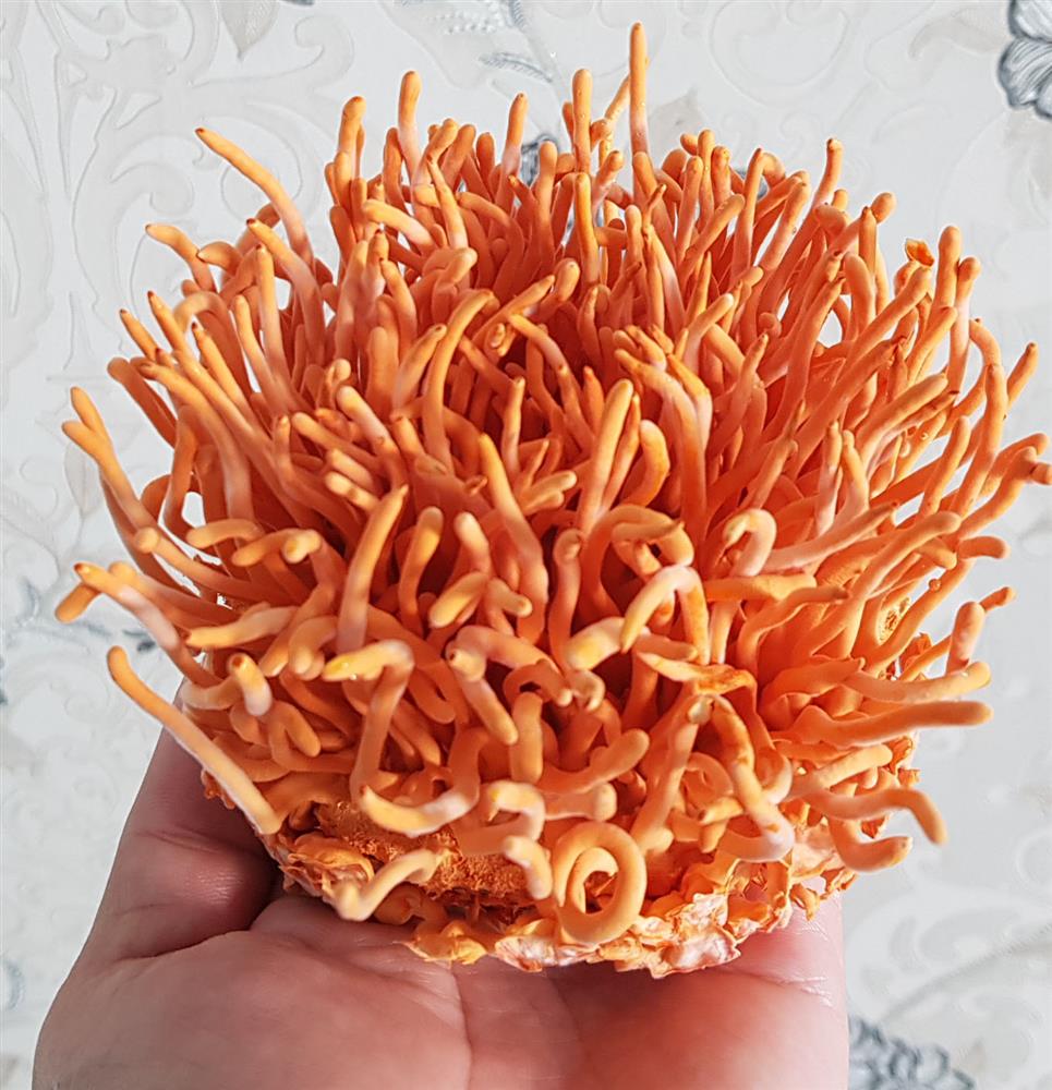 đông trùng hạ thảo tươi Cordyceps militaris