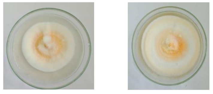 hệ sợi nấm cordyceps