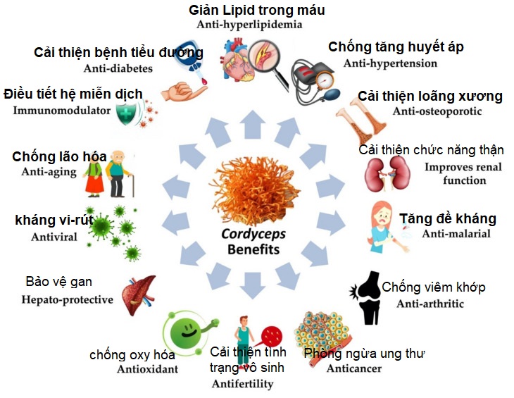 Các thành phần hoạt tính sinh học tốt cho sức khỏe có trong Đông trùng hạ thảo