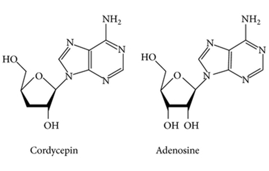 cordycepin 3'-Deoxy adennosine