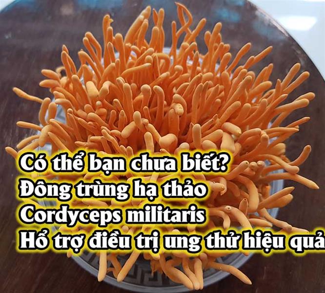 Đông trùng hạ thảo