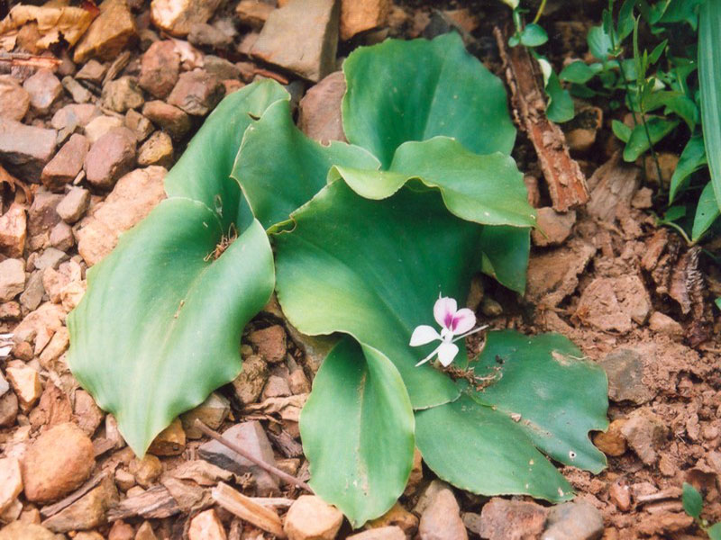 địa liện