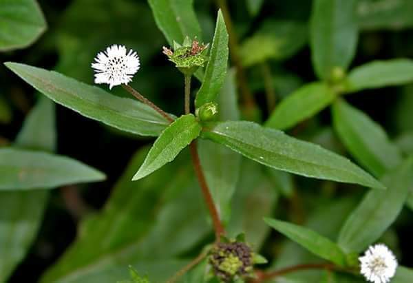 cỏ nồi hay còn gọi làm cỏ mực